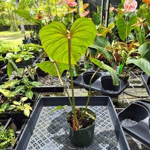 Load image into Gallery viewer, Philodendron Gloriosum, Pink Veined Back, Exact Plant Ships Nationwide