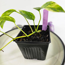 Load image into Gallery viewer, Epipremnum Pinnatum Sunburst, Exact Plant Variegated