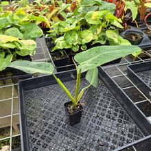 Load image into Gallery viewer, Philodendron Sagittifolium, Tuxtlanum Rubra 2.5" pot, Fedex 2day*