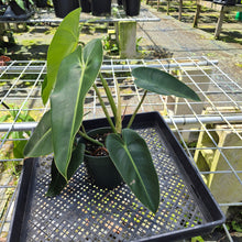 Load image into Gallery viewer, Philodendron Cordatum Kunth, Exact Plant