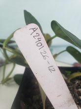 Load image into Gallery viewer, Gigas, exact plant, Philodendron, ships nationwide