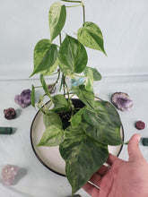Load image into Gallery viewer, Hederaceum Heart Leaf, exact plant, variegated Philodendron, ships nationwide
