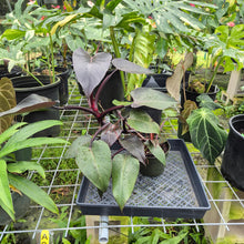 Load image into Gallery viewer, Philodendron Pink Princess, Exact Plant Variegated Ships Nationwide