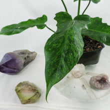 Load image into Gallery viewer, Philodendron Minarum Lime Fiddle, Mottled Dragon variegated 4” pot, Fedex 2 day*
