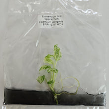 Load image into Gallery viewer, Epipremnum Giganteum variegated tissue culture 2DayAir