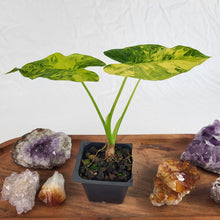 Load image into Gallery viewer, Alocasia Gageana Aurea Variegated 2.5" Pot, Fedex 2 day*