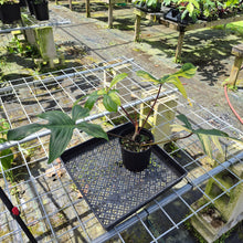 Load image into Gallery viewer, Philodendron Florida Beauty, Exact Plant Variegated