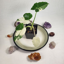 Load image into Gallery viewer, Alocasia Odora, Okinawa Silver Variegated 4" pot, Fedex 2 day*