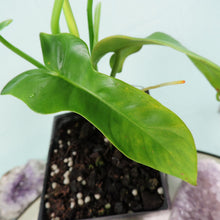 Load image into Gallery viewer, Philodendron Bipennifolium Golden Violin 4" pot, Fedex 2day*