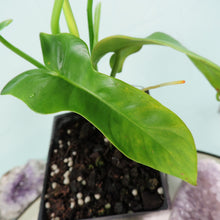 Load image into Gallery viewer, Philodendron Bipennifolium Golden Violin 4" pot, Fedex 2 day*