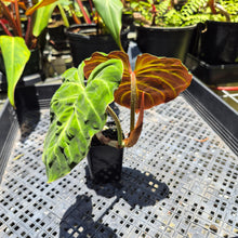 Load image into Gallery viewer, Philodendron Verrucosum Amazon Sunset, Exact Plant Ships Nationwide