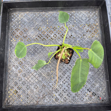 Load image into Gallery viewer, Philodendron Spiritus Sancti, Exact Plant Ships Nationwide