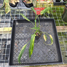 Load image into Gallery viewer, Philodendron Holtonianum Variegated, Exact Plant Ships Nationwide