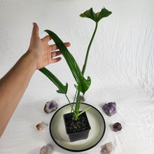 Load image into Gallery viewer, Philodendron Holtonianum, Exact Plant