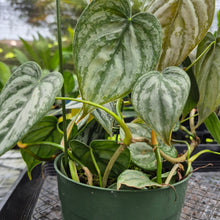 Load image into Gallery viewer, Philodendron Brandtianum, Exact Plant Ships Nationwide