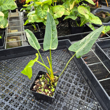 Load image into Gallery viewer, Philodendron Bernardopazii, Exact Plant Ships Nationwide