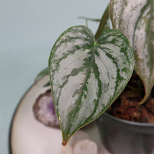 Load image into Gallery viewer, Philodendron Brandtianum 4" pot, Fedex 2day*