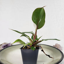 Load image into Gallery viewer, Philodendron White Knight Variegated 2.5" pot, Fedex 2day*