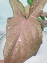 Load image into Gallery viewer, Red Spot Tricolor, Exact Plant, variegated Syngonium