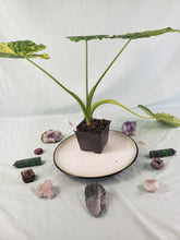 Load image into Gallery viewer, Alocasia Gageana Aurea, Exact Plant Variegated