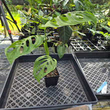 Load image into Gallery viewer, Monstera Esqueleto, Exact Plant Ships Nationwide