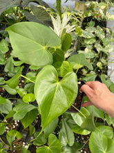 Load image into Gallery viewer, Anthurium Faustomirandae, Faustino'S Giant 4" pot, Fedex 2day*