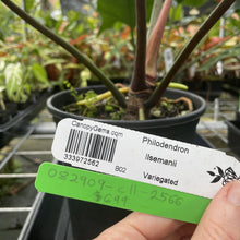 Load image into Gallery viewer, Philodendron Ilsemanii Variegated exact plant, Fedex 2day*