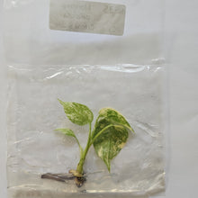 Load image into Gallery viewer, Monstera Deliciosa Creme Brulee variegated tissue culture 2DayAir