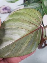 Load image into Gallery viewer, Philodendron Sodiroi True Form, Exact Plant