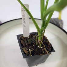 Load image into Gallery viewer, Syngonium Mojito, Exact Plant Variegated Ships Nationwide