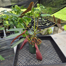 Load image into Gallery viewer, Philodendron Atabapoense exact plant, Fedex 2day*