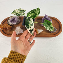 Load image into Gallery viewer, Alocasia Frydek Variegated 2.5" Pot, Fedex 2 day*