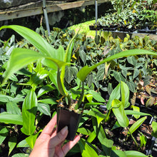 Load image into Gallery viewer, Philodendron Panduriforme 2.5" pot, Fedex 2day*