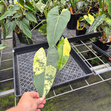 Load image into Gallery viewer, Philodendron Ilsemanii Variegated exact plant, Fedex 2day*