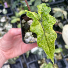 Load image into Gallery viewer, Alocasia Jacklyn Aurea variegated 2.5" pot, Fedex 2day*