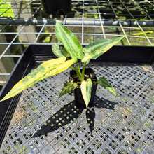 Load image into Gallery viewer, Homalomena Schismatoglottis Wallichii Variegated, exact plant, Fedex 2day*