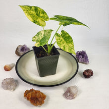 Load image into Gallery viewer, Alocasia Gageana Aurea, Exact Plant Variegated