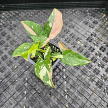 Load image into Gallery viewer, Syngonium Red Spot Tricolor, Exact Plant Variegated Ships Nationwide