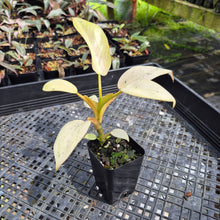Load image into Gallery viewer, Philodendron Whipple Way Variegated exact plant, Fedex 2day*
