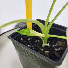 Load image into Gallery viewer, Alocasia Frydek, Exact Plant Variegated with baby