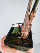 Load image into Gallery viewer, Longiloba Denudata, Exact Plant, Alocasia