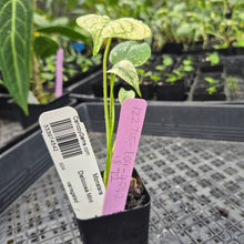 Load image into Gallery viewer, monstera deliciosa mint Exact Plant Variegated Ships Nationwide