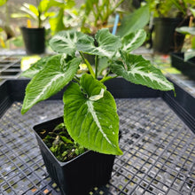 Load image into Gallery viewer, Syngonium Scrambled Eggs, Exact Plant Variegated