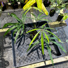 Load image into Gallery viewer, Anthurium Polydactylum, Exact Plant Ships Nationwide