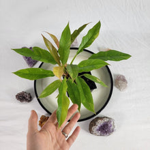 Load image into Gallery viewer, Philodendron Ring Of Fire, Exact Plant Variegated Ships Nationwide