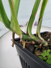 Load image into Gallery viewer, Adansonii Mint Indonesia, exact plant, Monstera, ships nationwide