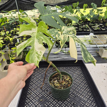 Load image into Gallery viewer, Monstera Borsigiana Albo Deliciosa Variegated exact plant, Fedex 2day
