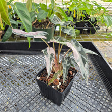 Load image into Gallery viewer, Alocasia 'Bambino Arrow' pink, Exact Plant Ships Nationwide