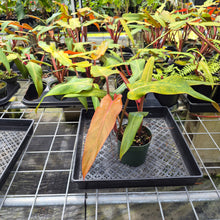 Load image into Gallery viewer, Philodendron Orange Marmalade, Exact Plant Ships Nationwide