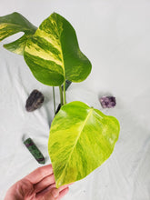Load image into Gallery viewer, Borsigiana Aurea, Exact Plant, variegated Monstera